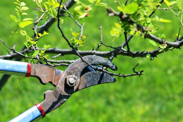 Cost of Branches Pruning in Gastonia