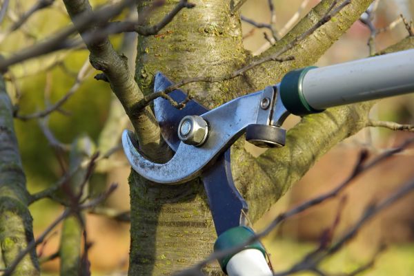 Cost of Tree Limb Trimming Service in Gastonia