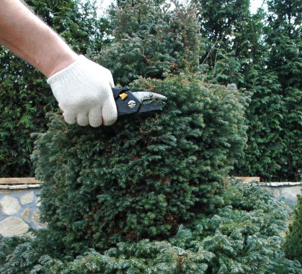 Cost of Ornamental Tree Trimming in Gastonia