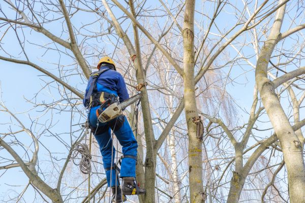 Cost of Large Tree Trimming in Gastonia