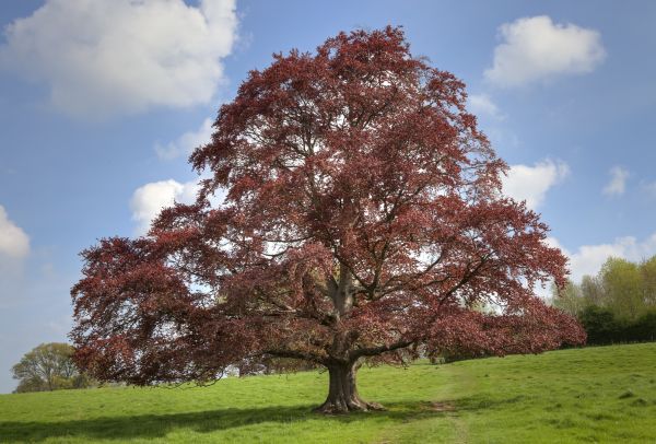 Cost of Beech Tree Pruning in Gastonia