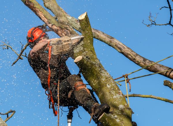 Tree Trimming Service in Gastonia