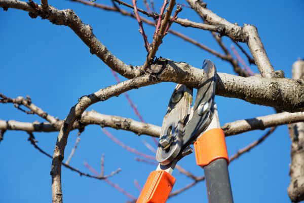 Tree Pruning in Gastonia